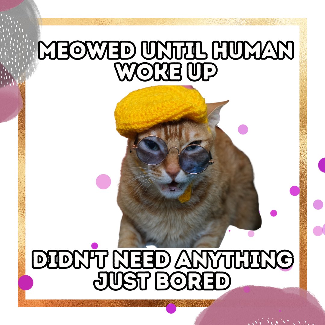hrikutoys's tweet photo. Aey chal human, ab uth gaya hai to naach ke dikha.
#catnip #catmeme #cattoys #madeinindia #vocalforlocal #cats #pettoys #toy #meow #catniphigh #catniptoy #catsoncatnip #dehradun #pets #Indian #India #funny #indiancat #hrikutoys #hrikucattoys https://t.co/SQyVGKhkid