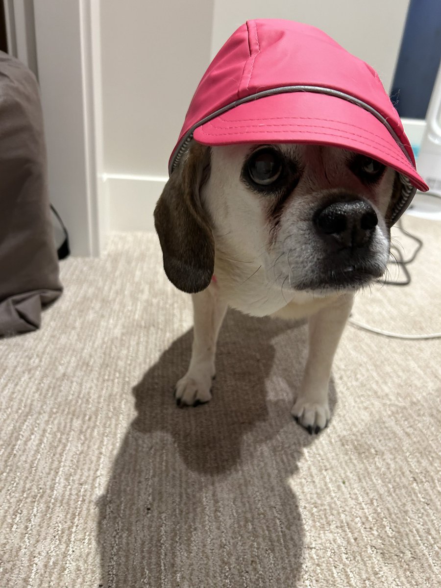 PaulineProbyn's tweet photo. #LoveYourPetDay https://t.co/vfSIe9DMO5