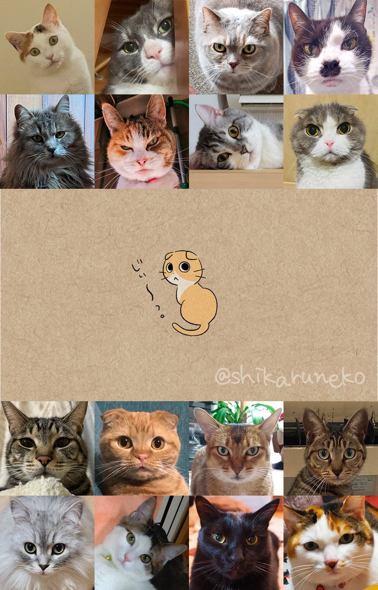 2/22、今日は ながめるねこ の誕生日だよ! (タップしてみてね) #猫の日