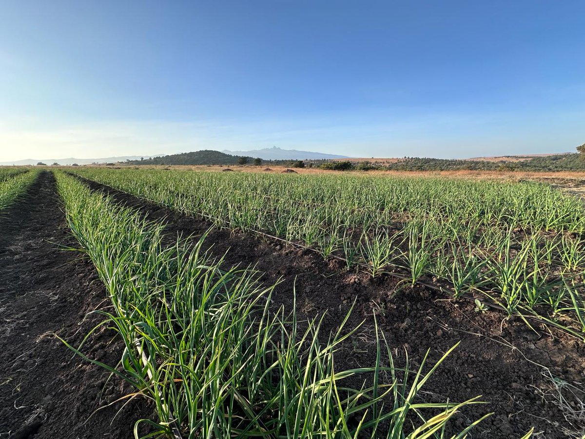 GiladMillo's tweet photo. Loving this picture from our #OleRahaFarmer in Timau 7 weeks from planting 🧄🧄 To join the #OleRaha family of farmers call/WhatsApp 0733660002 or 0715337936 📲 #GarlicFarming 🧄🇰🇪 https://t.co/hfajMcpRFN