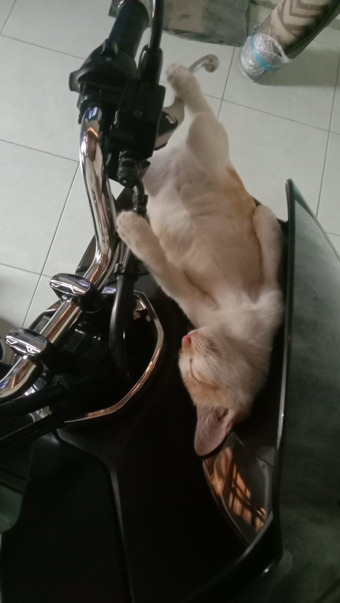 hanaliu7's tweet photo. Oyen family n si embul kucing yang paling manja #NYAorNYO https://t.co/BZhIbCzCTY