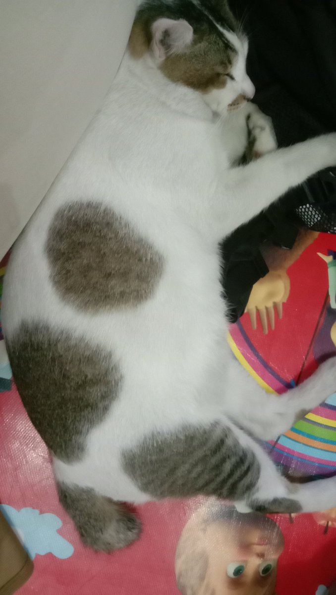 hanaliu7's tweet photo. Oyen family n si embul kucing yang paling manja #NYAorNYO https://t.co/BZhIbCzCTY