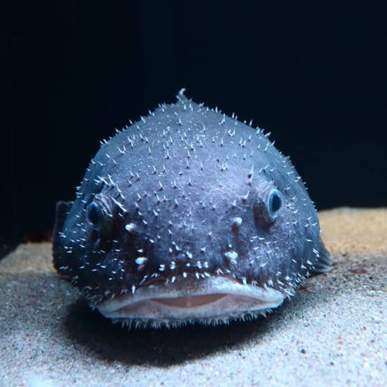 Alleged.com tweet media