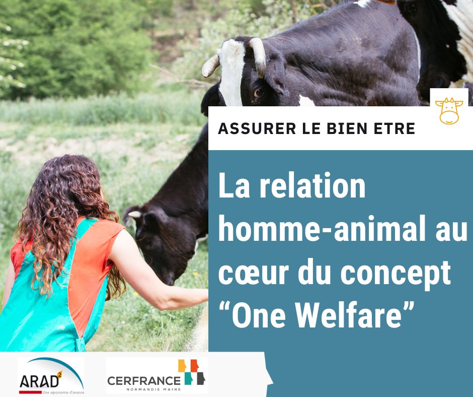[Assurer le bien être] Découvrez comment l'éthologie et l'ergonomie peuvent permettre des relations homme-animal compatible avec le concept « One Welfare » 🐄👩‍🌾🌍

Pour en savoir plus : 
➡️normandiemaine.cerfrance.fr/arad2/one-welf…

#bienêtreanimal #élevage #welfare