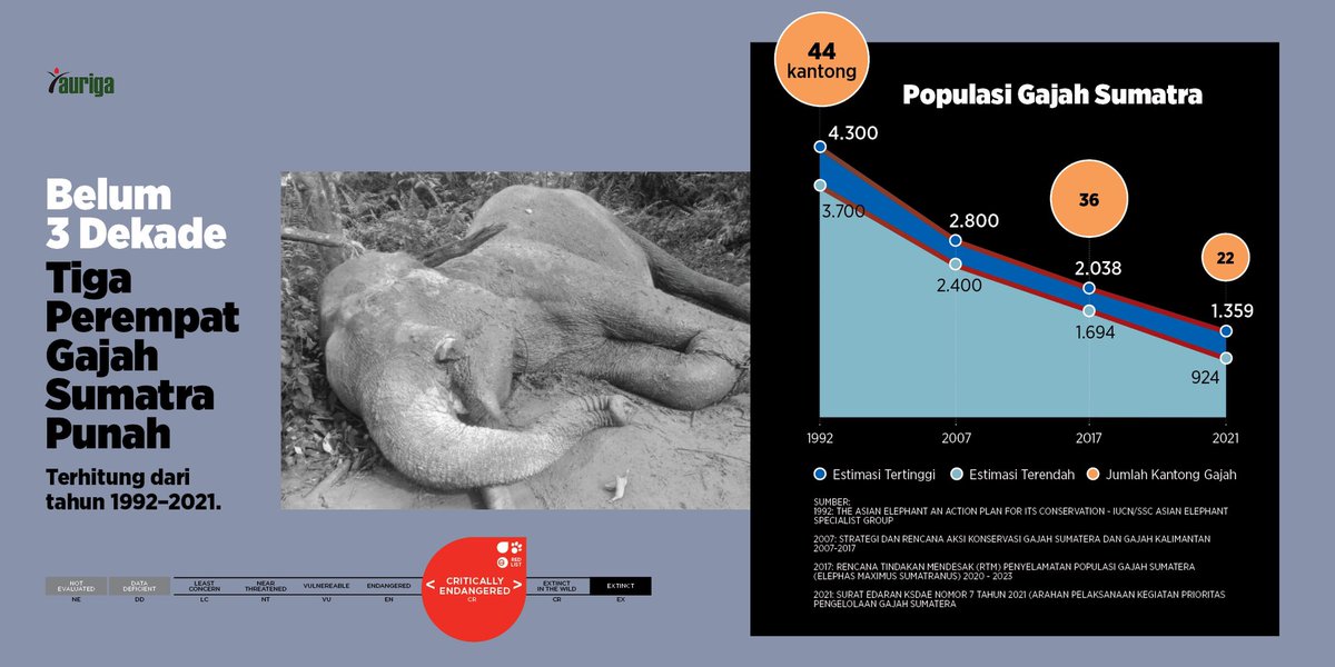 aurigaorid's tweet photo. Populasi gajah sumatra (Elephas maximus sumatranus) tinggal tersisa seperempatnya, dibanding tiga dekade lalu. Sedangkan kantong gajah susut separuhnya. https://t.co/JOZm19bgn8