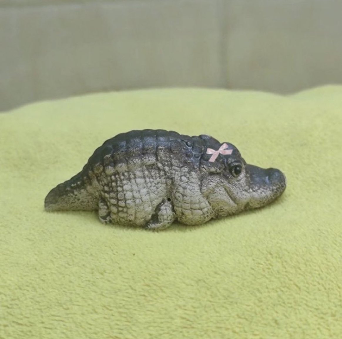 ワニの赤ちゃん」→誤り。これおもちゃです。