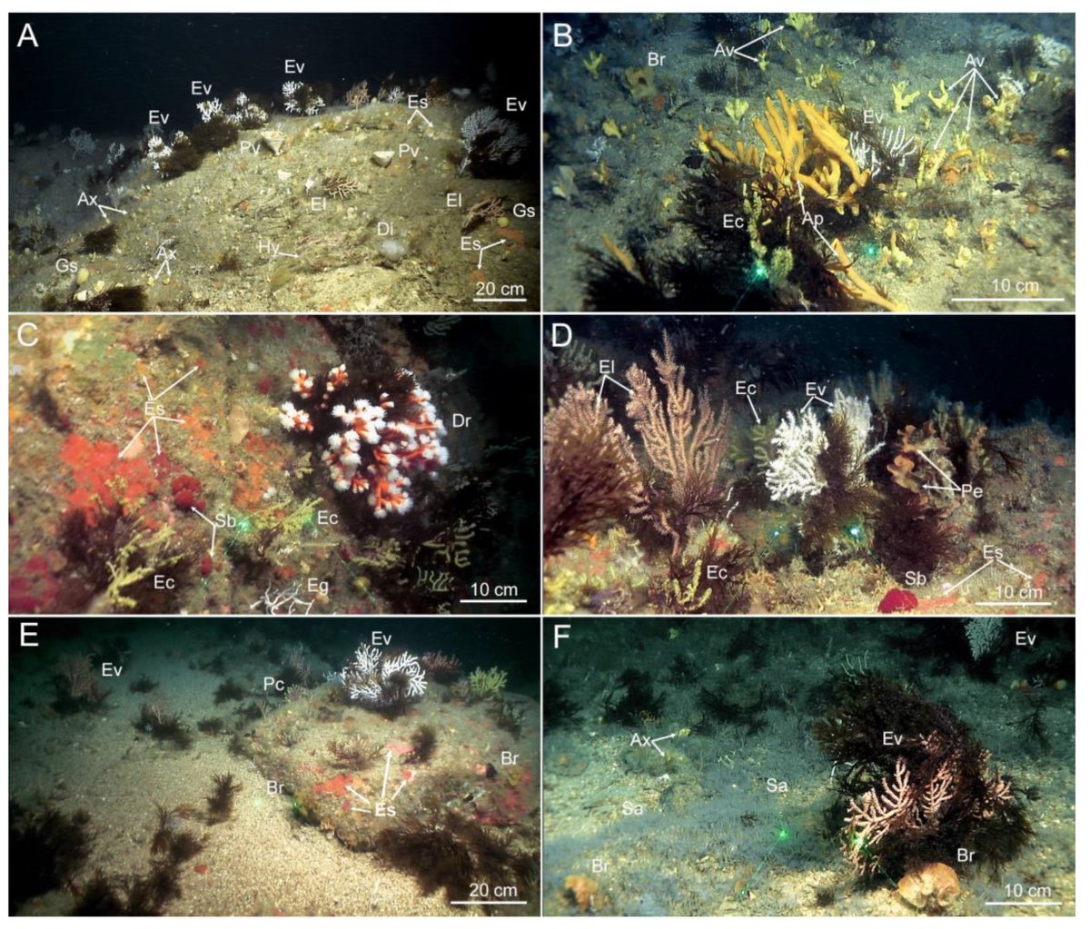 DiversityMDPI's tweet image. 🌊#article

🌍#SpatialDistribution and #PotentialImpact of Drifted Thalli of the #InvasiveAlga Rugulopteryx okamurae in Circalittoral and Bathyal #Habitats of the Northern Strait of Gibraltar and the Alboran Sea

🔍by Rueda et. al.
Article Views 991

📑mdpi.com/1424-2818/15/1…