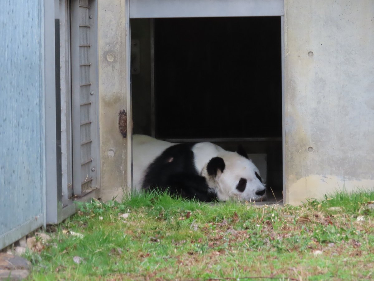 kobeojizoo's tweet photo. 今日はそりゃ出ないよね。
#本日は休園日なり #きょうのタンタン #王子動物園 #ジャイアントパンダ https://t.co/3Udb2n2B5y