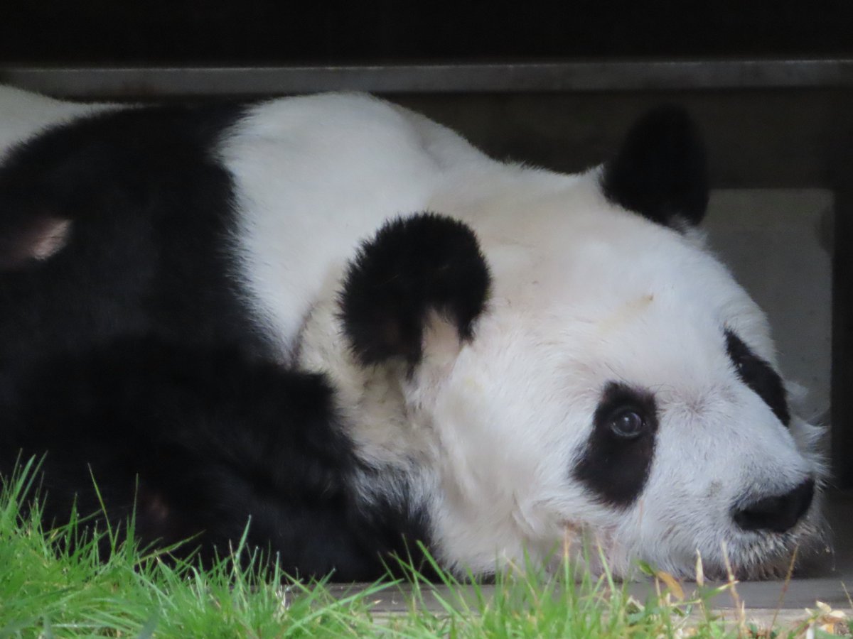 kobeojizoo's tweet photo. 今日はそりゃ出ないよね。
#本日は休園日なり #きょうのタンタン #王子動物園 #ジャイアントパンダ https://t.co/3Udb2n2B5y