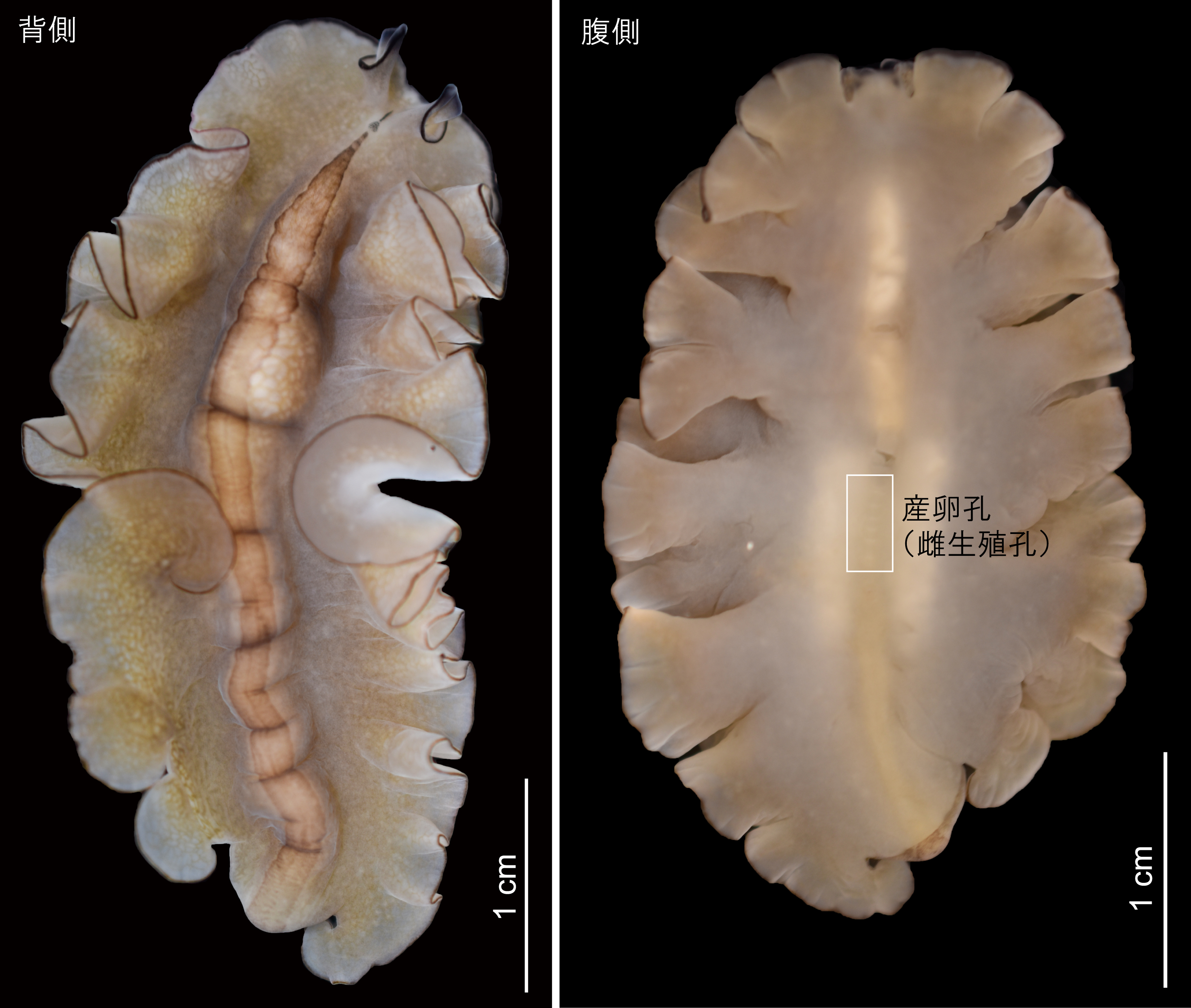 カザリシダ (Aglaomorpha coronans)