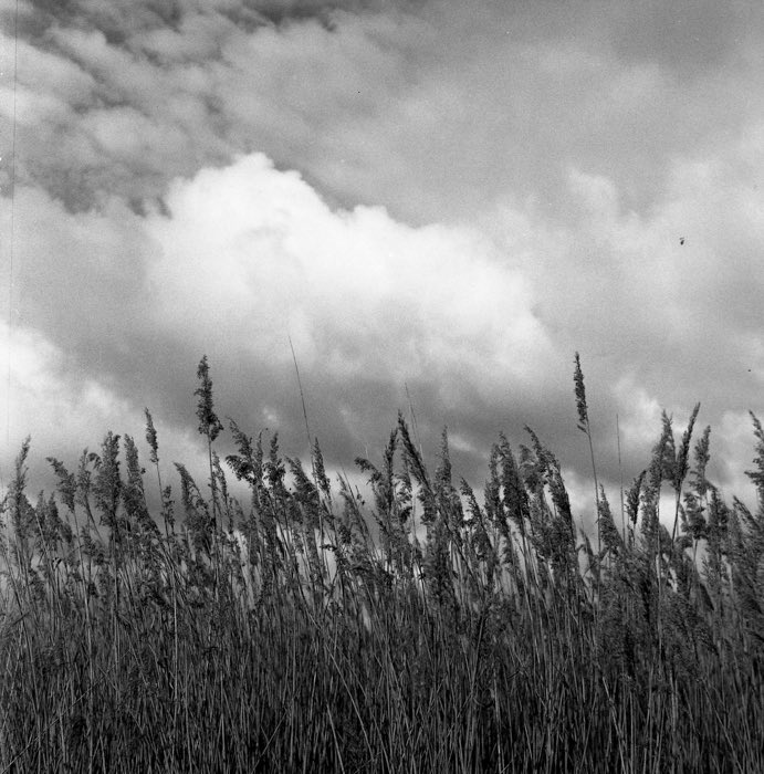 Winter on the marshlands Rolleiflex baby Ilford HP5 @ILFORDPhoto @BWPMag #landscapephotography