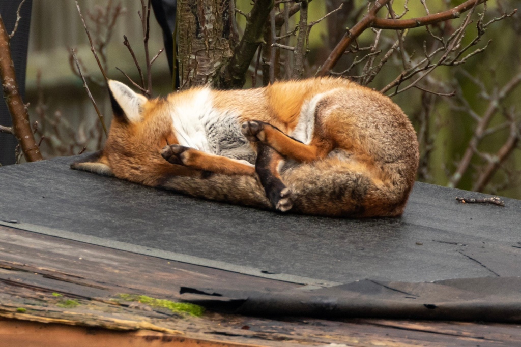 A tangle of legs and tail , your #FoxOfTheDay from @bikebunny1 !