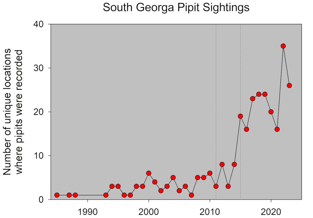 SGHT (@southgeorgiaht) on Twitter photo The South Georgia Pipit has made a remarkable recovery after the #SGHT #FOSGI Habitat Restoration Project to eradicate rats & mice from #SouthGeorgia. Bird sighting data shows recovery - read February newsletter at conta.cc/3OJ9yyE
#wildlife #conservation
<a href="/GovSGSSI/">Government SGSSI</a> The South Georgia Pipit has made a remarkable recovery after the #SGHT #FOSGI Habitat Restoration Project to eradicate rats & mice from #SouthGeorgia. Bird sighting data shows recovery - read February newsletter at conta.cc/3OJ9yyE
#wildlife #conservation
<a href="/GovSGSSI/">Government SGSSI</a>