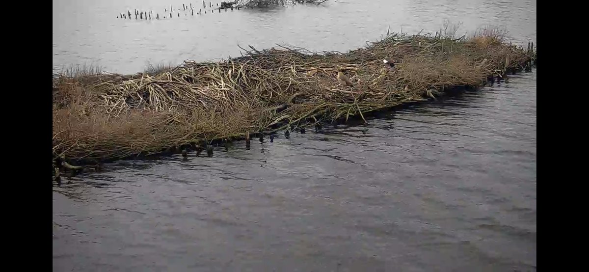 We zijn weer online op de #lepelaar locatie! 
Kijk LIVE mee nestkastlive.nl/lepelaar/ #lente #birdcam #livestreaming #vogelskijken #voorjaar