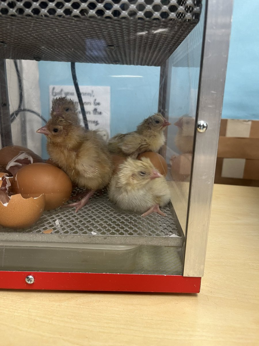 We’ve got chicks 🐣 @livingeggsnw the children are going to be super excited! #EarlyYears #LivingEggs