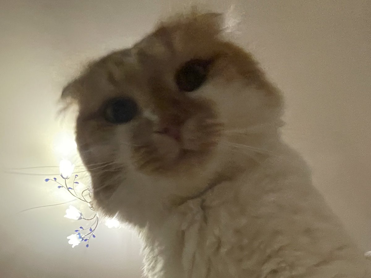 _dead_johnny_'s tweet photo. Должна напомнить об этом маленьком друге по которому я страшно скучаю и который сохранял мое хорошее настроение
Весной-летом я надеюсь снова с ним воссоединиться https://t.co/jMUN8ZSkIG