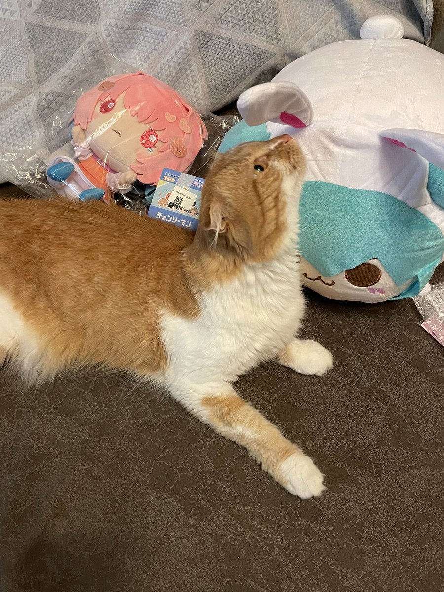 _dead_johnny_'s tweet photo. Должна напомнить об этом маленьком друге по которому я страшно скучаю и который сохранял мое хорошее настроение
Весной-летом я надеюсь снова с ним воссоединиться https://t.co/jMUN8ZSkIG