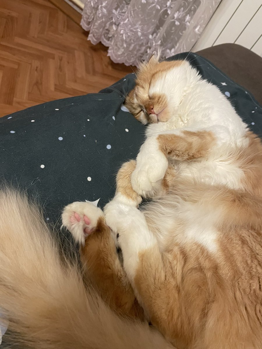 _dead_johnny_'s tweet photo. Должна напомнить об этом маленьком друге по которому я страшно скучаю и который сохранял мое хорошее настроение
Весной-летом я надеюсь снова с ним воссоединиться https://t.co/jMUN8ZSkIG