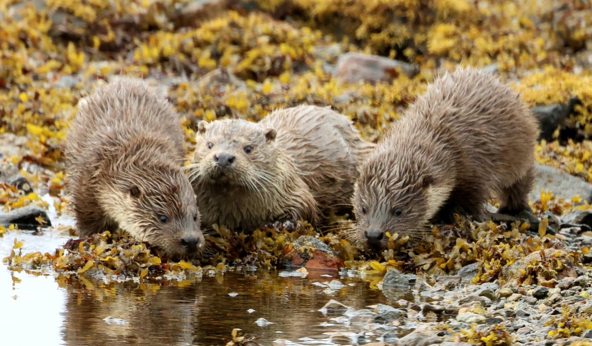 Mother Otter with two well grown young in Sth Yell. #Otter #Shetland #Yell