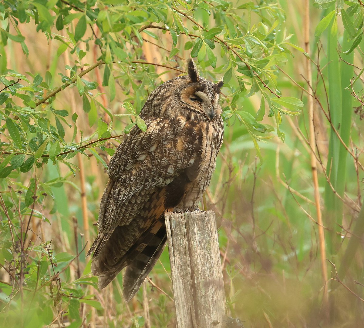 Long eared Owl from 2023 😊