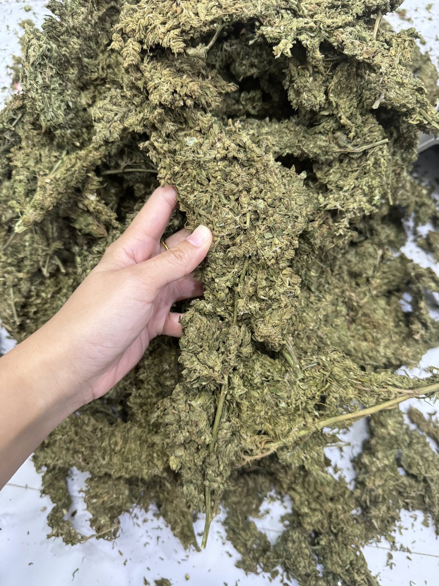 SNying6's tweet photo. #กรีนแครก #Greencrack #cannabis #กัญชาราคาถูก งานสดเขียว เหมายกโล #weedthailand #weedOG
1 กิโล = 1,900
ครึ่งโล = 1,100
🛵🛵ชนมือพระรามสอง
ไลน์ https://t.co/9NeY56Zx7b
#กัญชาพระรามสอง #กัญชากทม #กัญชาต้นฤดู #กัญชาอัดแท่ง #กัญชากรุงเทพ #กัญชาด้ายแดง #กัญชาog #กรีนแครก #กัญชาราคาส่ง https://t.co/7g12toD9Sb