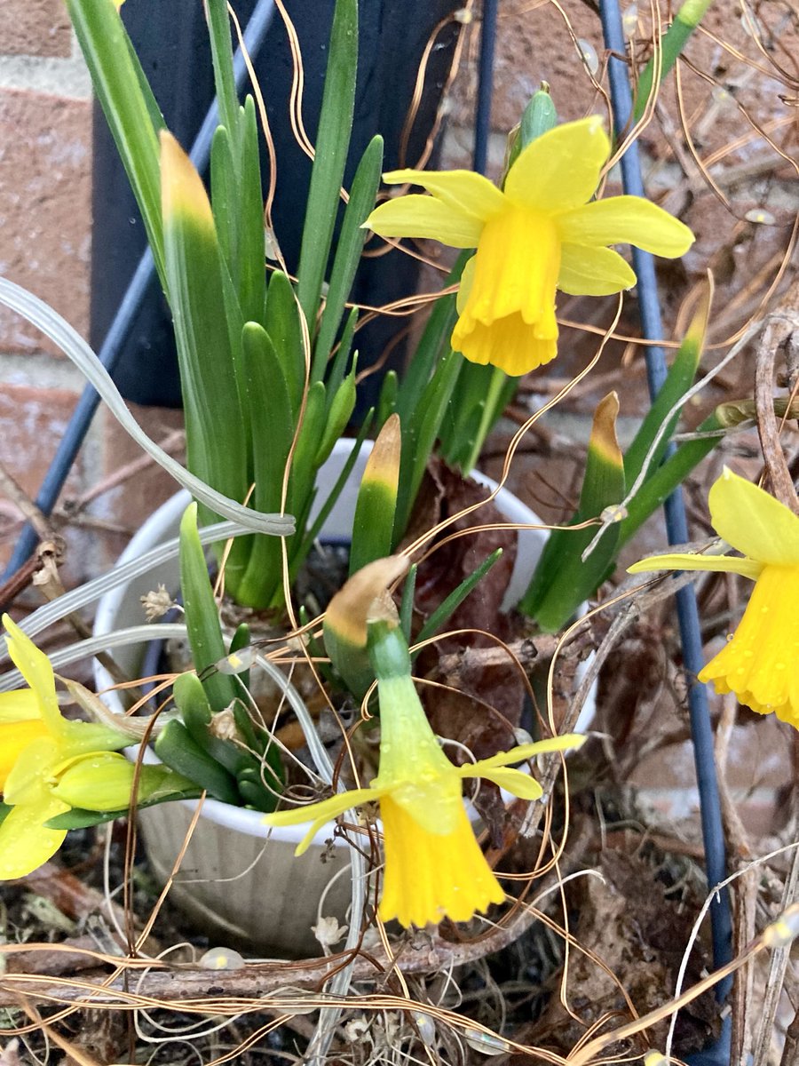 The daffodils 
are out
Squashed into 
a tiny pot 
atop the 
hanging basket 🌼
#Wednesday 
#outfront 
#alternativeview