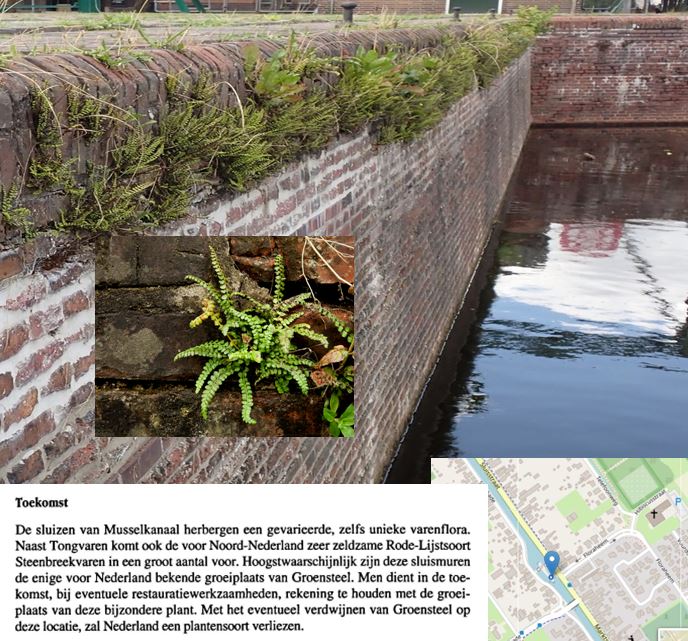 Niet te geloven: ... beschermde, unieke Groensteel van Musselkanaal is bij muurrenovatie verloren gegaan ... 'over 't hoofd gezien' (hoe dan?). Steenbreekvaren rest er nog. Een historie (hier sinds 1983) ten einde. Enige Groensteel -één plant- in Ned. nog nu in A'dam.