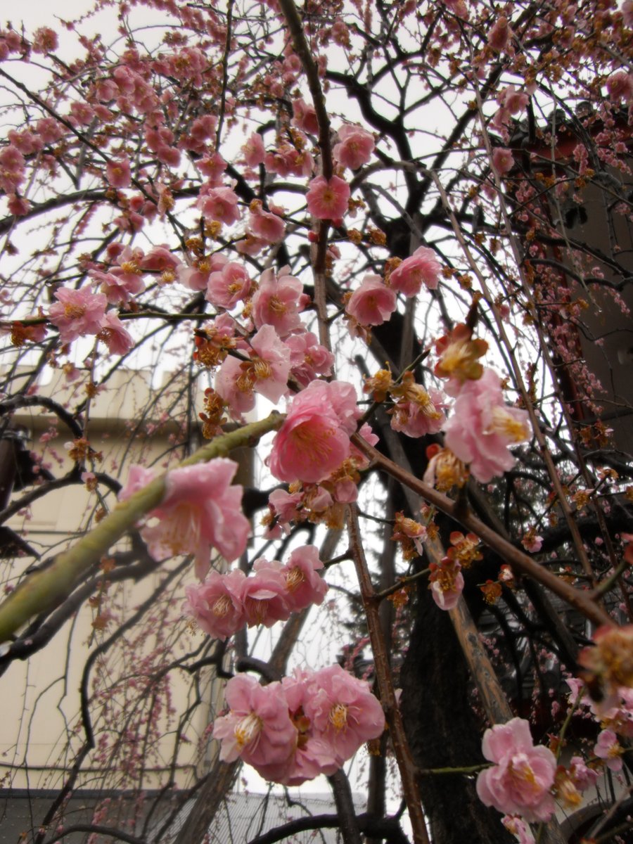toydigidori's tweet photo. かえりみち
近所のお寺さんの紅梅も雨で散らされて終わりの風情

#トイデジ
#PLAZACREATE #D1200
#キリトリセカイ https://t.co/5vgdIszDT4