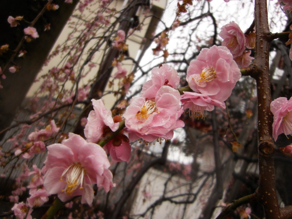 toydigidori's tweet photo. かえりみち
近所のお寺さんの紅梅も雨で散らされて終わりの風情

#トイデジ
#PLAZACREATE #D1200
#キリトリセカイ https://t.co/5vgdIszDT4