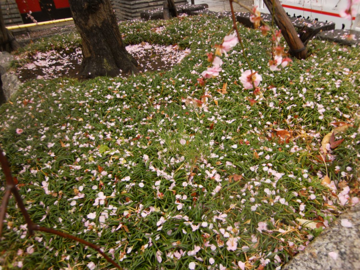 toydigidori's tweet photo. かえりみち
近所のお寺さんの紅梅も雨で散らされて終わりの風情

#トイデジ
#PLAZACREATE #D1200
#キリトリセカイ https://t.co/5vgdIszDT4