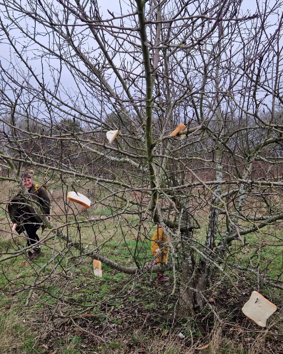 Here we come a wassailing 😁 yesterday we were helping the @BDParkRangers to celebrate our local community orchards with a traditional wassail. Do you know how many orchards there are in our Borough?