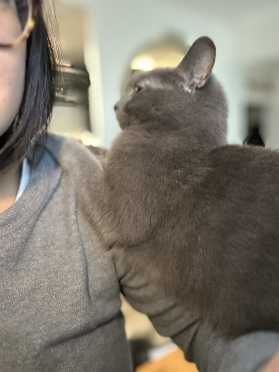 fanny_abernathy's tweet photo. Il est même pas 10h et il a décidé de montrer qu’il n’était pas d’accord #CatWorker https://t.co/19evQM7vG6
