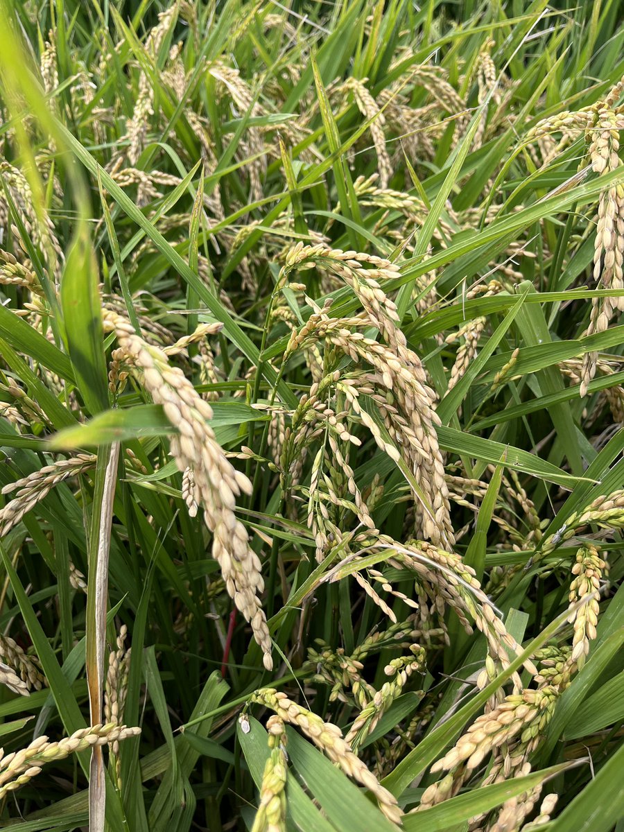 thuthuong_nt's tweet photo. Harvesting time !!! Teamwork made a super productive day 🤩
@ShonaWood_UQ @argiev @YowNino @AgriFuturesAU  @Wenliugong @JaquieMitch_UQ https://t.co/EqyctiKLMM