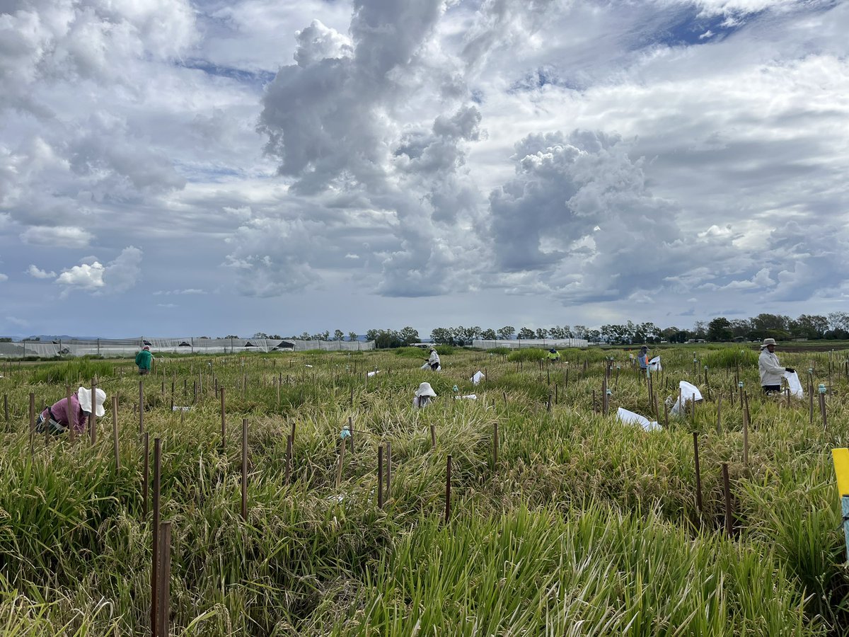 thuthuong_nt's tweet photo. Harvesting time !!! Teamwork made a super productive day 🤩
@ShonaWood_UQ @argiev @YowNino @AgriFuturesAU  @Wenliugong @JaquieMitch_UQ https://t.co/EqyctiKLMM