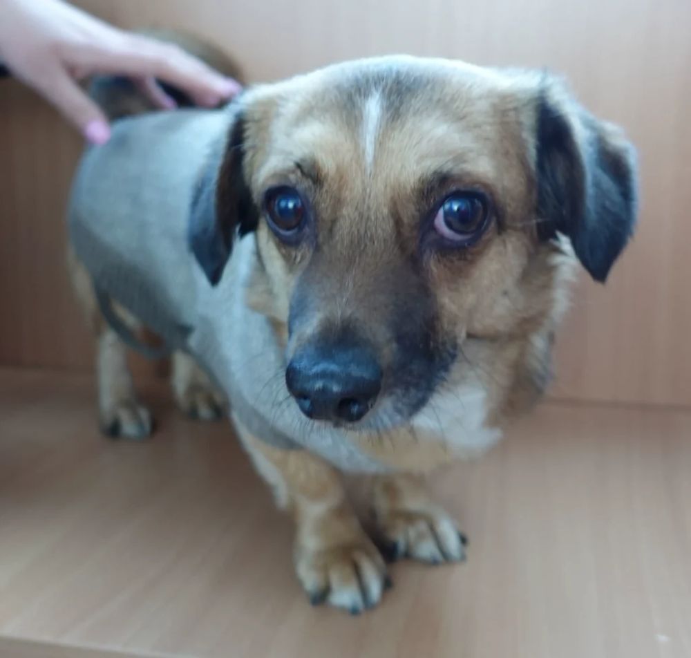 Znaleziono psa, Gdańsk
Pies Przyprowadzony Przez Znalazce Dnia 08.02.24 Pies  Znaleziony Przez Znalazce Z Ul...
wieszgdziezwierz.pl/psy/znalezione…
#znalezionopsa #znaleziono #pies #gdańsk