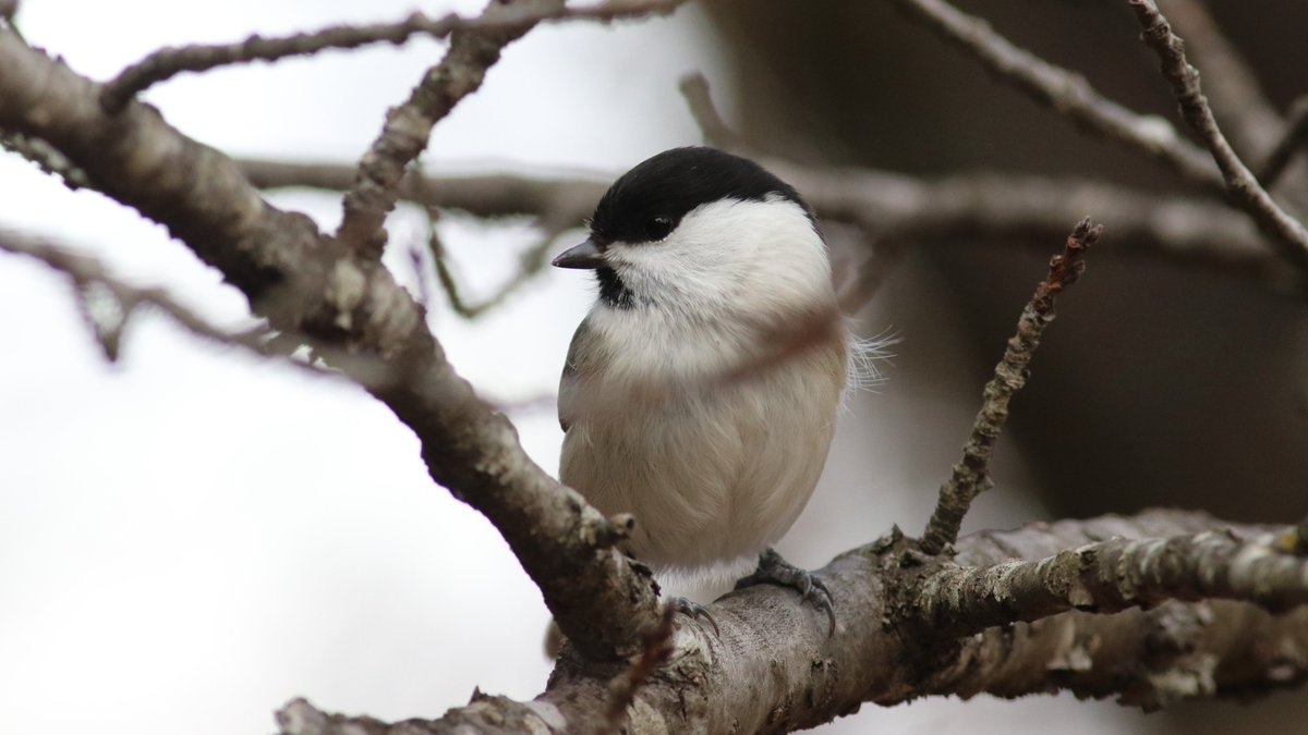 #コガラ #WillowTit #PoecileMontanus