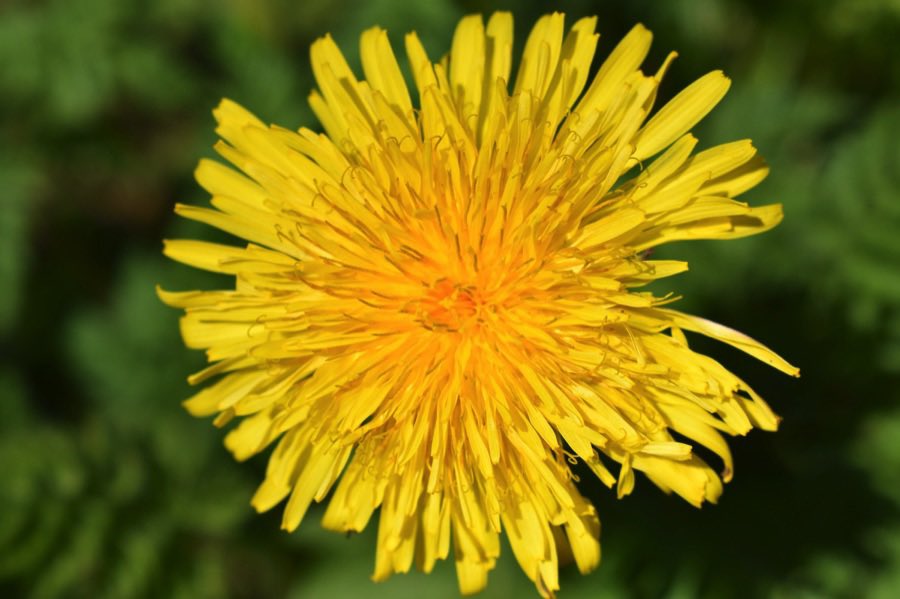 Little Green Space 🦋 tweet media