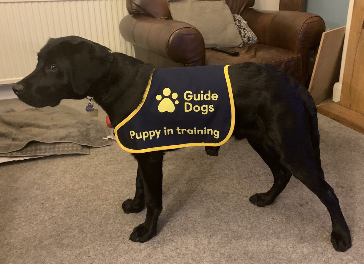 PeterRaymond1's tweet photo. Our little Guide Dog puppy, Reed, is not so little anymore and at 6 months has his first official Guide Dog coat for when  he is on more formal training walks. https://t.co/1DoFuRv6n7