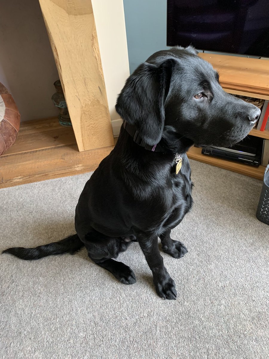 Our little Guide Dog puppy, Reed, is not so little anymore and at 6 months has his first official Guide Dog coat for when  he is on more formal training walks.