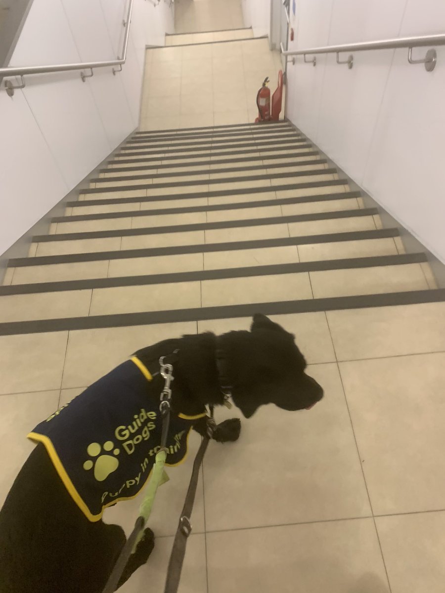 PeterRaymond1's tweet photo. Our little Guide Dog puppy, Reed, is not so little anymore and at 6 months has his first official Guide Dog coat for when  he is on more formal training walks. https://t.co/1DoFuRv6n7