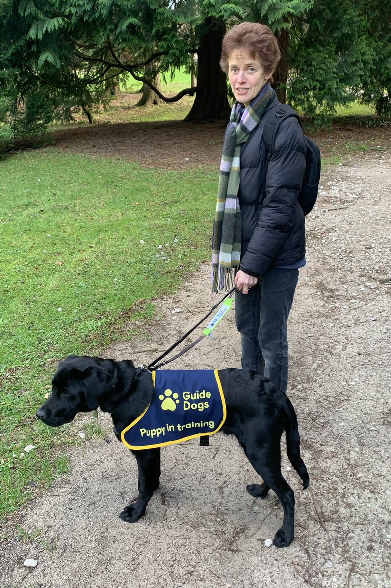 PeterRaymond1's tweet photo. Our little Guide Dog puppy, Reed, is not so little anymore and at 6 months has his first official Guide Dog coat for when  he is on more formal training walks. https://t.co/1DoFuRv6n7