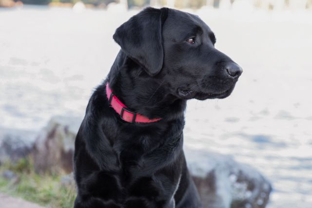 JimFergusonUK's tweet photo. Globalist Agenda Unleashed: Klaus Schwab is coming for your pets. He wants to decarbonise them.

Beneath the veneer of environmental stewardship, a more sinister agenda unfolds, orchestrated by globalist powers that threaten to upend the very fabric of our personal freedoms. 

The draconian measures being proposed and enacted under the guise of reaching 'Net Zero' are but the harbinger of a grim future, where the overreach of a globalist government knows no bounds. 

The seemingly innocuous push towards decarbonization masks a deeper, more alarming intent to intrude into the most intimate aspects of our lives, including the right to own pets.

In Sussex, for instance, the absurdity of banning dogs from parks, a move not prompted by public demand or necessity, signals the onset of a chilling reality where the companionship of pets is deemed a luxury we can no longer afford in the face of environmental imperatives. 

This policy, devoid of any genuine connection to the well-being of constituents, especially the elderly, is a stark reminder of the lengths to which these globalist agendas will go to exert control.

The situation in Colorado further illustrates this encroaching dystopia, where a proposed tax on pet ownership under the pretense of emergency preparedness was unveiled as nothing short of an extortion scheme. The outcry that led to its shelving did little to deter the overarching mission to phase out pet ownership, all in the name of combating climate change.

Moreover, the audacious proposal by a council member in Bournemouth to ban medium to large dogs, equating their carbon emissions to that of an SUV, epitomizes the absurdity of these measures. The suggestion that pets consume an undue share of the world's resources, and therefore should be 'scaled down' or circulated among families and friends, is a grim foreshadowing of the lengths to which these policies may extend.

These developments are not isolated incidents but a coordinated effort to impose a radical environmental agenda that threatens to sever the bonds between humans and their pets, undermining the nuanced balance of ecological stewardship and personal freedom. 

As these policies gain traction, they pave the way for a globalist government that seeks to dictate every aspect of our lives under the guise of environmental conservation. The time to sound the alarm and resist this encroachment is now, before the cherished freedoms we take for granted are irrevocably lost in the shadow of a dystopian future.

Its time to resist

Its time to get on board

Join us https://t.co/UAVXUozUqo

#KlausSchwab #WEF #WEF2030Agenda #FreedomTrainInternational #GlobalResistance #UK #USA #Colorado 

https://t.co/6hlxIzpFm5