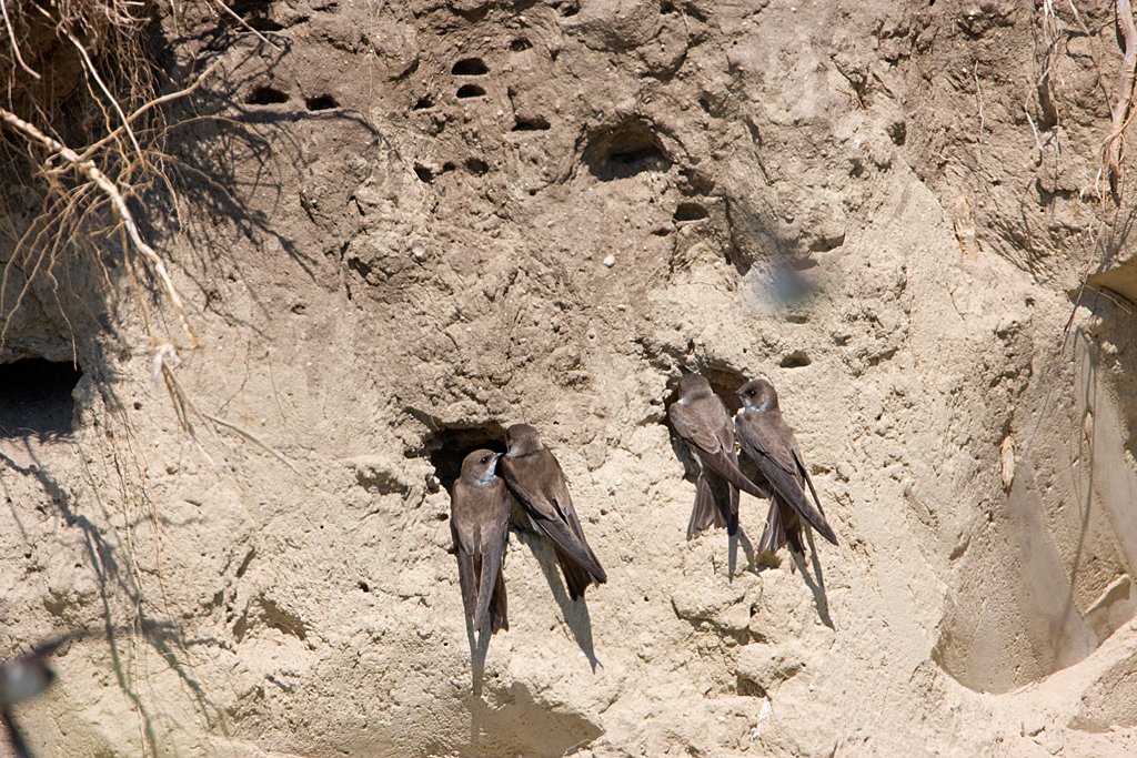 NATUUR OP LOCATIE | Een nieuwe oeverzwaluwwand wordt aangelegd op locatie Nauerna. De grote berg zand is steil afgestoken en een perfect hotel voor oeverzwaluwen tijdens het komende broedseizoen. In 2023 werden maar liefst 90 bezette nesten geteld. #SDG15 #fauna #oeverzwaluw