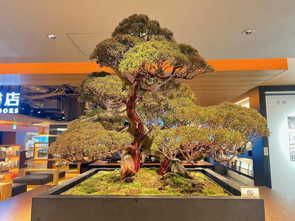 GT_jpculture's tweet photo. \販売中/
【盆栽】真柏 (シンパク) Chinese juniper
樹齢約200年
#銀座蔦屋書店 #銀座 #蔦屋書店 #ギンザシックス #盆栽 #真柏 #伊吹 #イブキ #ヒノキ #御神木 #Ginza #GinzaSix #Bonsai #Shinpaku #chinesejuniper #Ibuki #Hinoki #goshinboku https://t.co/AbuUPUOkkP