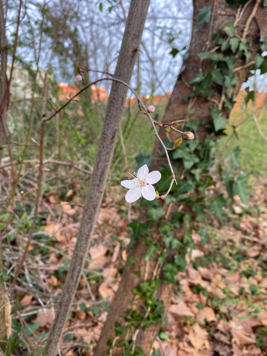 IMBIT_UniFR's tweet photo. Good morning Freiburg! Spring is just around the corner. https://t.co/hZj6A1RQmH