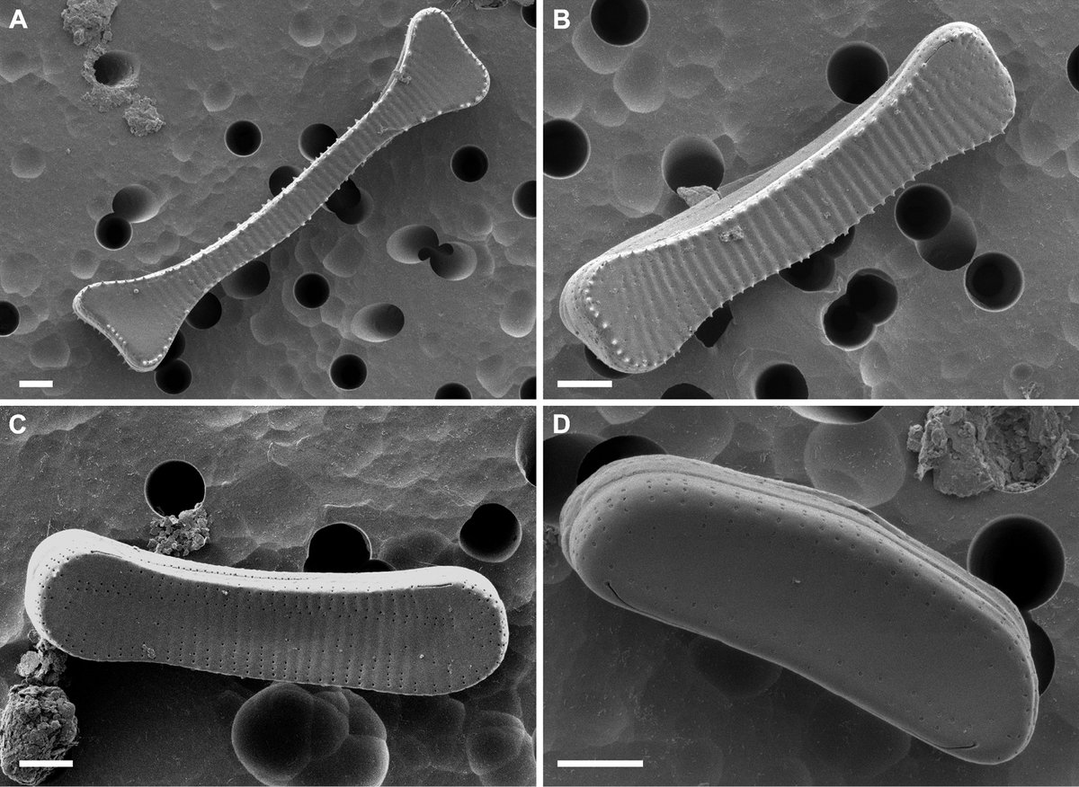 Diatoms from tropical Central Africa are rarely studied. Samples from rivers and ponds from both Congos were investigated and this led to the description of two new Eunotia species. ➡️ doi.org/10.5091/plecev…