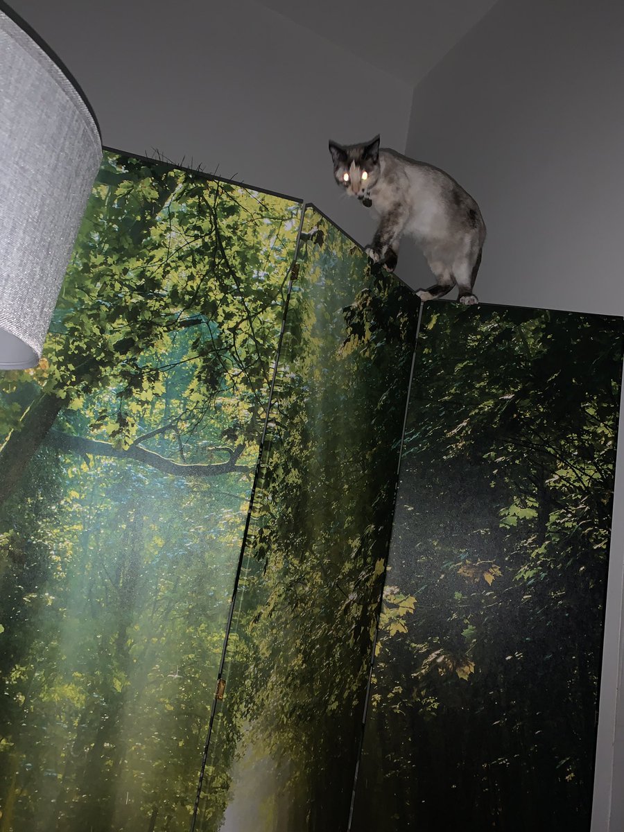 helenraw's tweet photo. Morning. Nothing to see here move along. What could possibly go wrong…😹🙄😹
#AuroraBoo
#TheCatAndDogLady https://t.co/EdhKeG5tBU