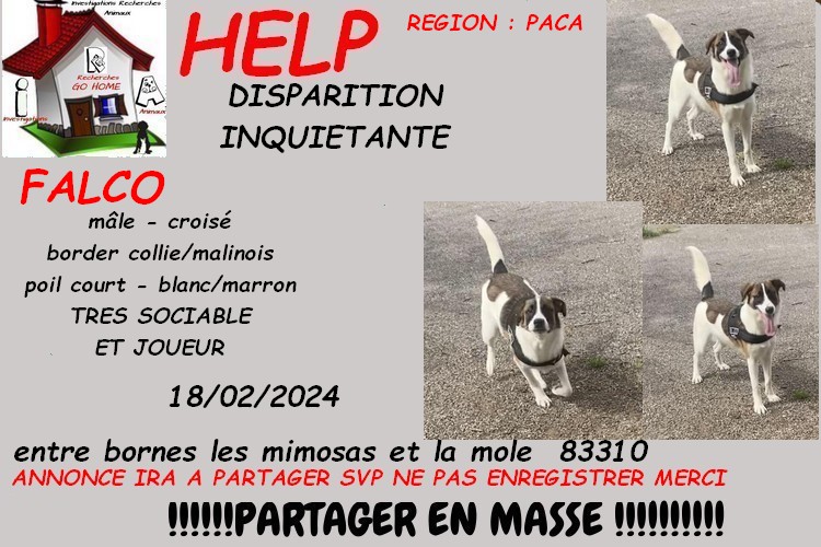 Kate23170's tweet photo. merci de RT pour nous aider a retrouver FALCO disparu entre Bornes les Mimosas et la Mole 83310 le 18/02/2024 svp . si infos : 0658369838

CONTACT FB : https://t.co/iVTvegE1VT

ou MP à @Kate23170 https://t.co/hJgibbU2mr