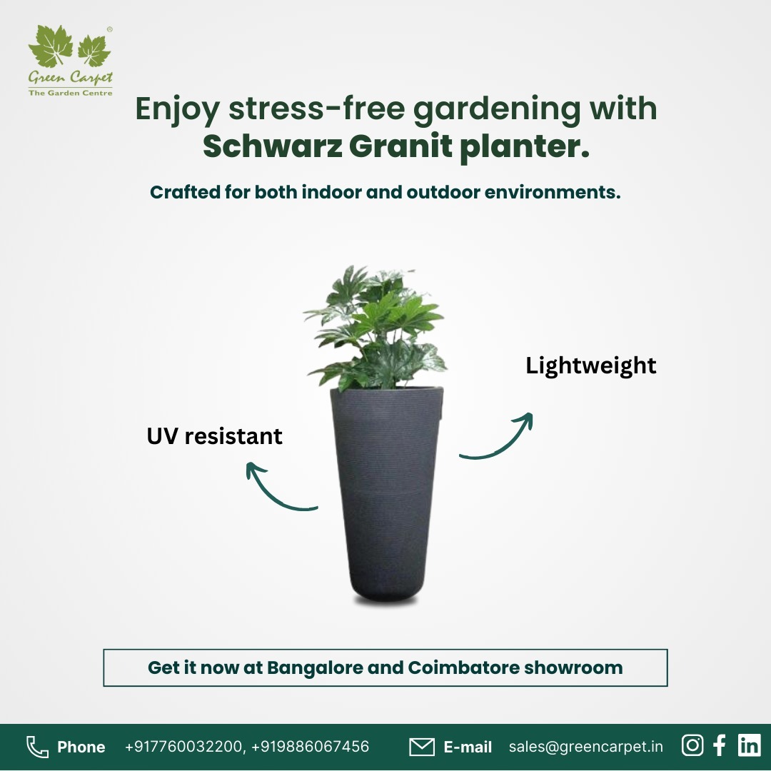 Discover stress-free gardening with the Schwarz Granit planter. 🌿Lightweight, UV resistant, and crafted for indoor and outdoor environments.

#greencarpet #planters #plantlover #schwarzgranitplanter #stressfreegardening #lightweightplanter #uvresistant #indooroutdoor #gardening