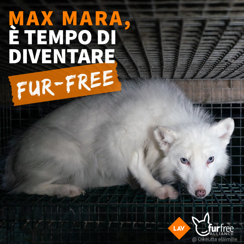 LAV_Italia's tweet photo. Come può @MaxMara restare indifferente alla sofferenza di milioni di animali?
Per i suoi brand, utilizza pellicce di visoni, volpi e cani procione che subiscono atroci crudeltà negli allevamenti. 
Unisciti al nostro appello e commenta sulle sue pagine social!